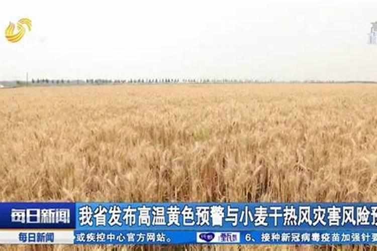 高温干旱天气来袭,小麦干热风或将出现,如何预防小麦干热风？