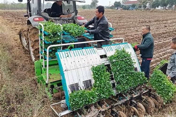 油菜移栽技术要点