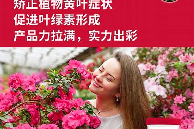 三角梅用什么水溶肥比较好养活？