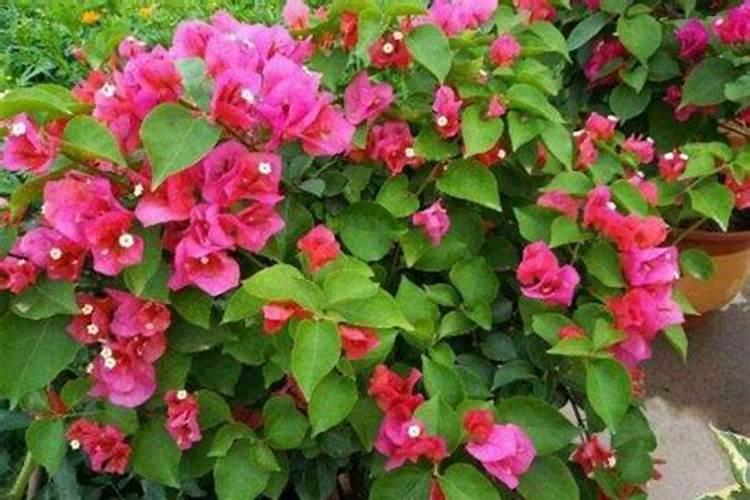 三角梅长花苞后容易出现徒长,花朵稀疏,如何养才能开成大花球？