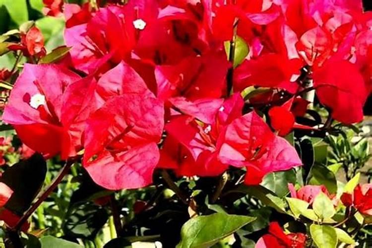 三角梅空水时,在浇水能施肥吗？施什么肥？