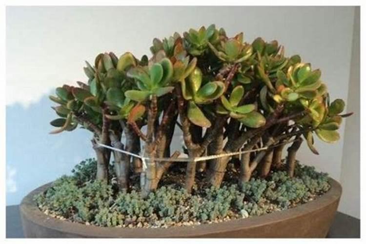 玉树怎么施肥枝干粗壮木质化