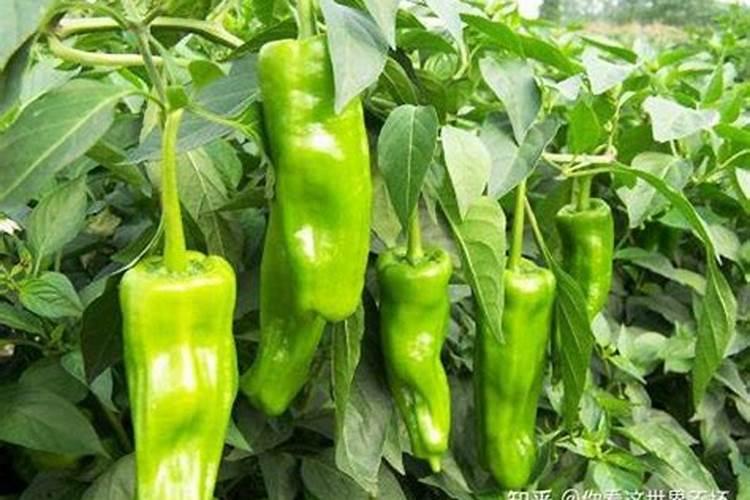 让辣椒高产的追肥建议,种辣椒用叶面肥哪个好