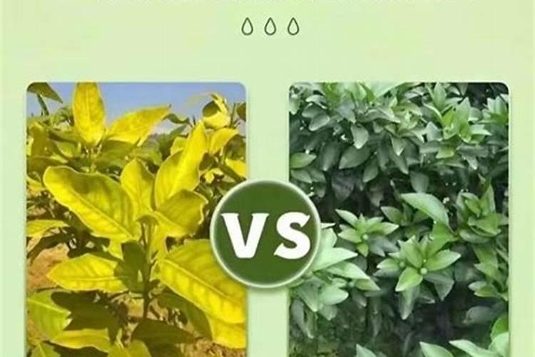 鲁禾沃利丰黄化一撒清正确使用方法