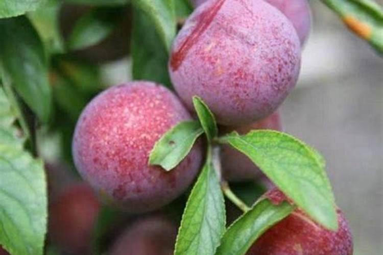 李子树苗怎么喷叶面肥？厚强李子苗基地告诉您!