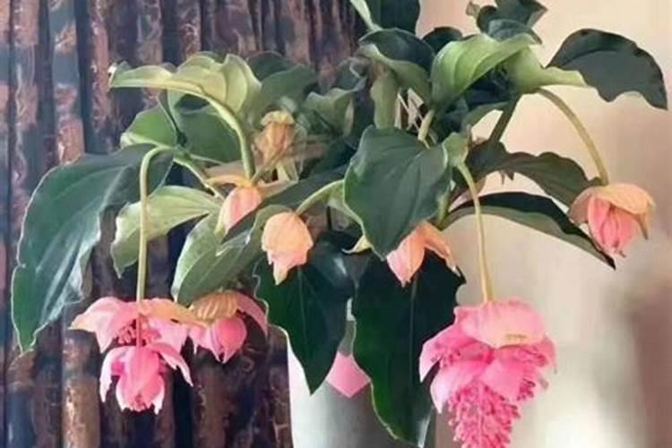 宝莲灯花施什么肥料好？