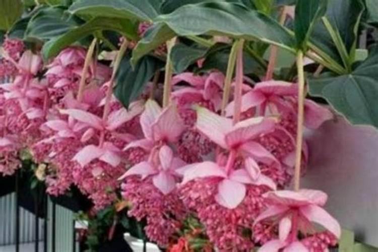 宝莲灯花上什么肥好