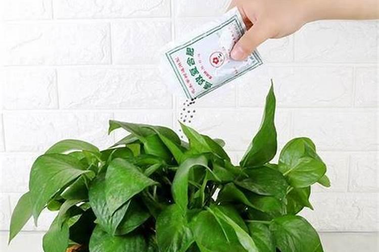 观叶植物用什么肥最好 如何施肥让叶子更油亮