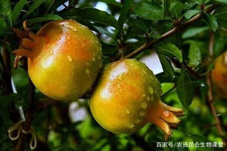 石榴树什么时候喷叶面肥好些？