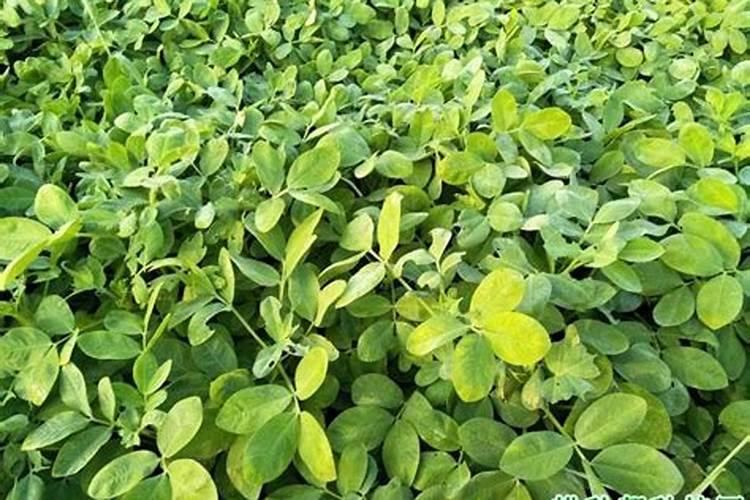 花生苗用什么肥料好？