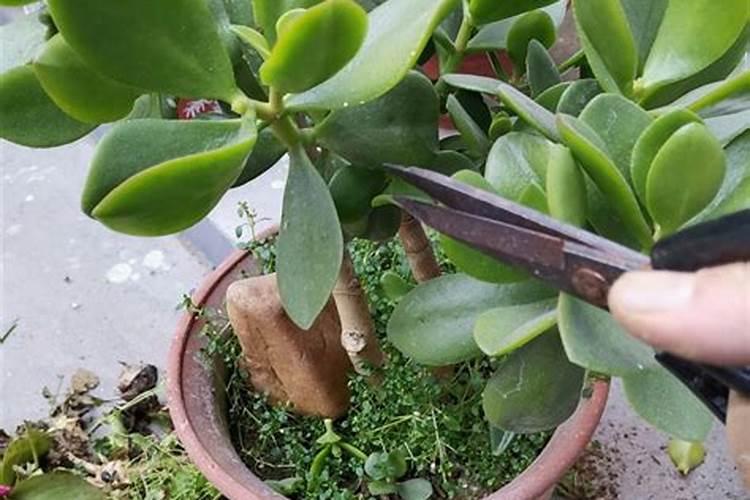 玉树喜欢钾肥还是磷肥呢？