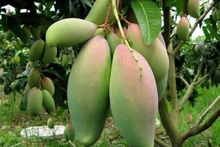 芒果嫩叶用什么叶面肥好些？