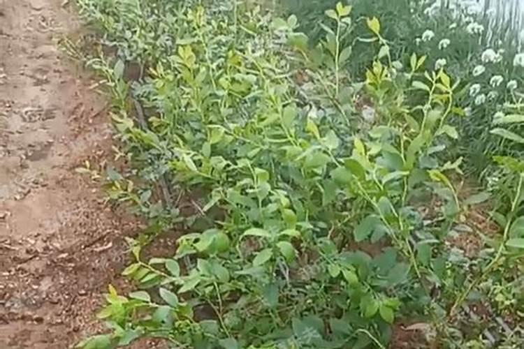 高磷水溶肥肥效期多长时间