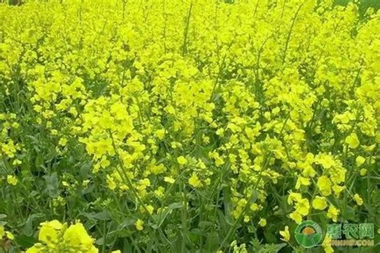 十大油菜种子排名