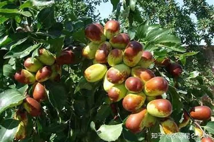 大枣的施肥时间和方法,大枣膨果肥哪家好？大枣膨果防晒叶面肥...