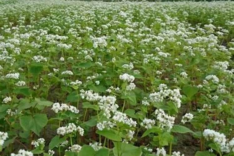 在吉林什么时候种荞麦最好？