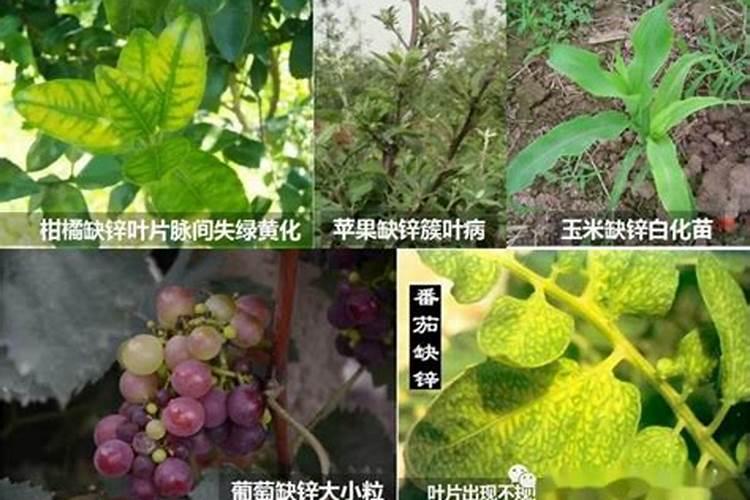 锌元素对植物生长的作用