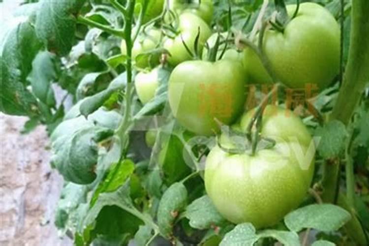 种西红柿用什么肥料最好