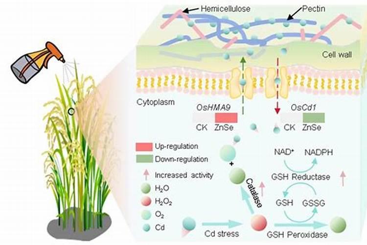 叶面喷施锌肥作用