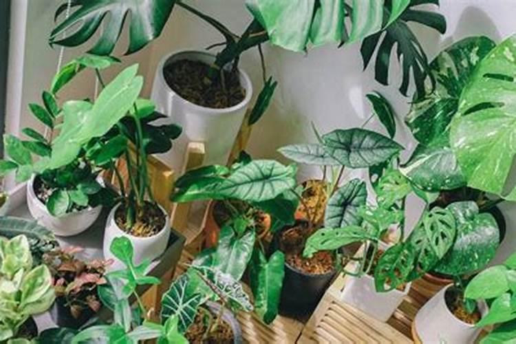 钾肥过量叶子起皱