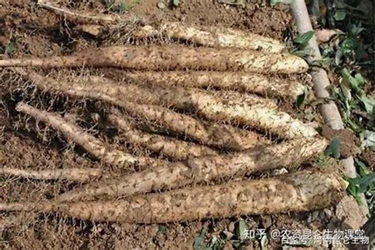 山药用什么杀菌剂好？