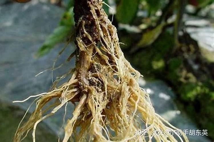 ...根腐枯萎病要用啥农药,叶枯叶霉病用什么杀菌剂!