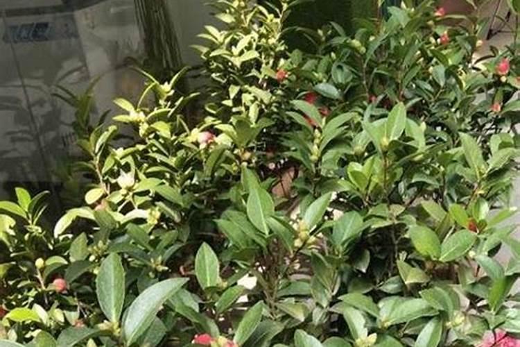 在十月份能不能给四季茶花施速效磷肥？