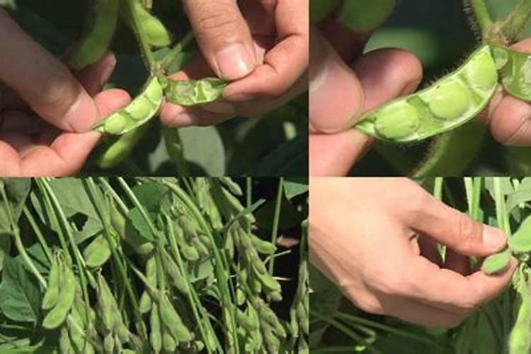 大豆鼓粒期打什么叶面肥好