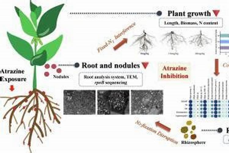 根瘤菌固氮原理？