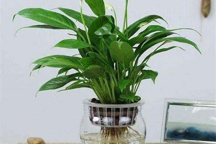 水培一帆风顺可以用复合肥吗？