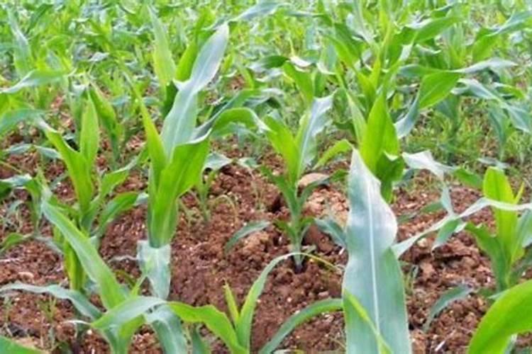 玉米控旺加叶面肥正确方法