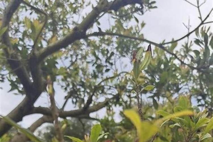 杨梅树叶发黄有班点用什么打什么药？