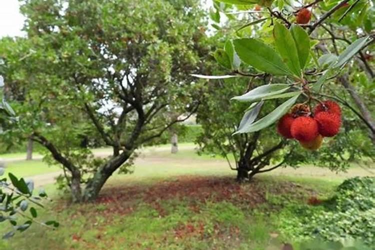 种植杨梅时,你觉得都需要注意哪些重要事项？