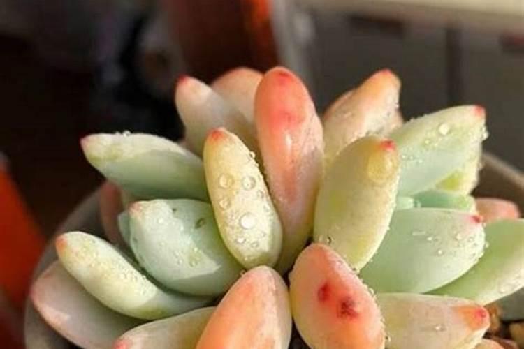 氮肥会让多肉变绿色吗？