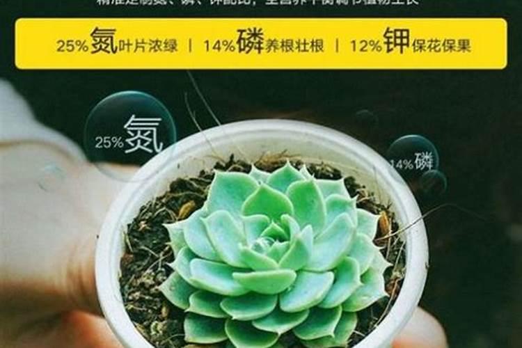 多肉需要什么肥料