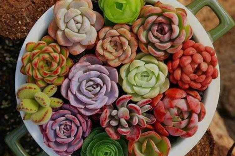 如何让多肉色彩多变