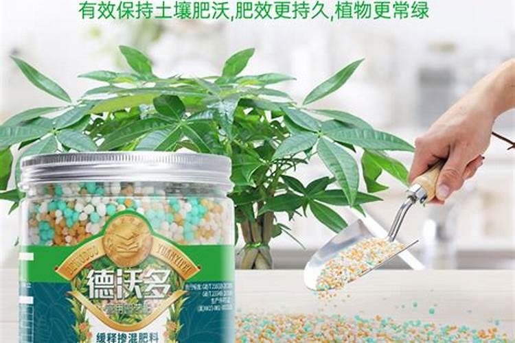 发财树专用生根粉肥怎么用效果好？