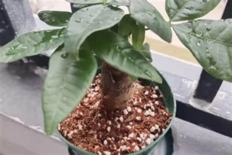 如何使用发财树生根粉