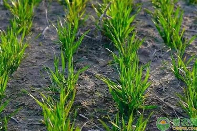 促进小麦分蘖和授粉的措施
