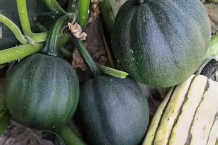 种南瓜用什么肥料好