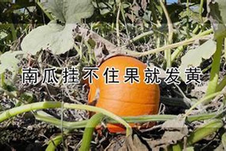南瓜挂不住果就发黄