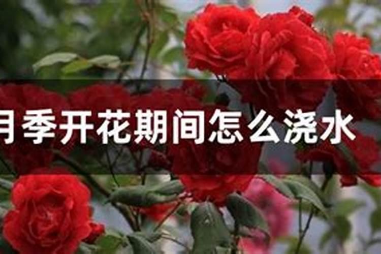 月季开花期间如何浇水