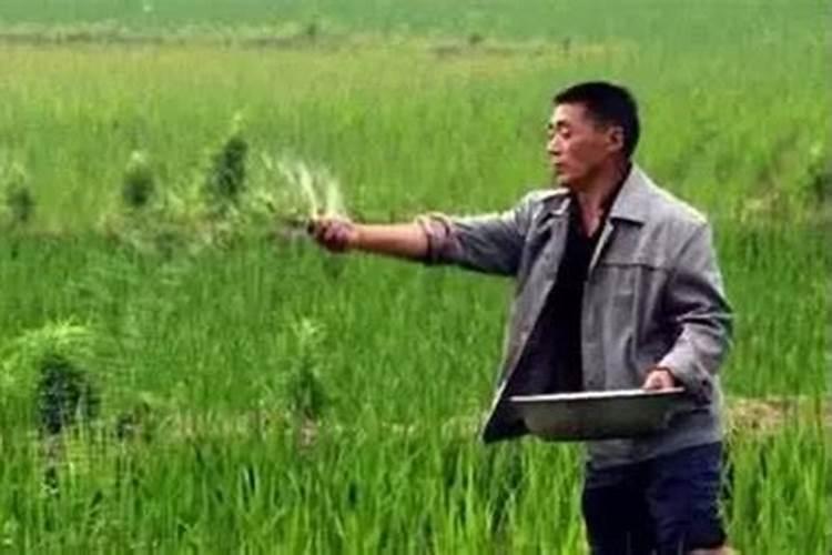 杨树适合哪种钾肥施肥？