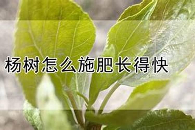 两年的杨树怎么施肥？
