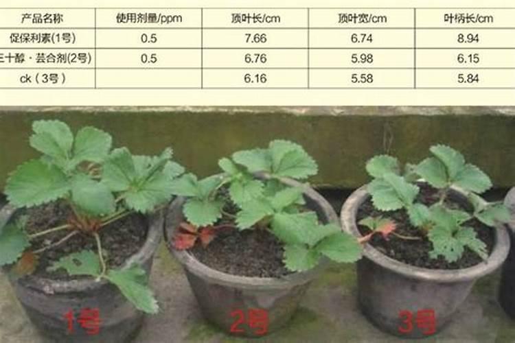 芸苔素内酯能合大量元素水溶性肥料混用吗？