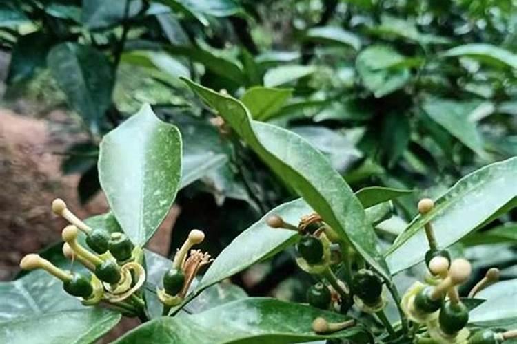 磷酸二氢钾和芸苔素果然是绝配!