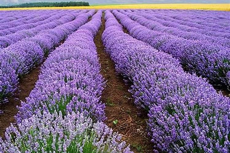 黑土地可以种植薰衣草吗花卉百科