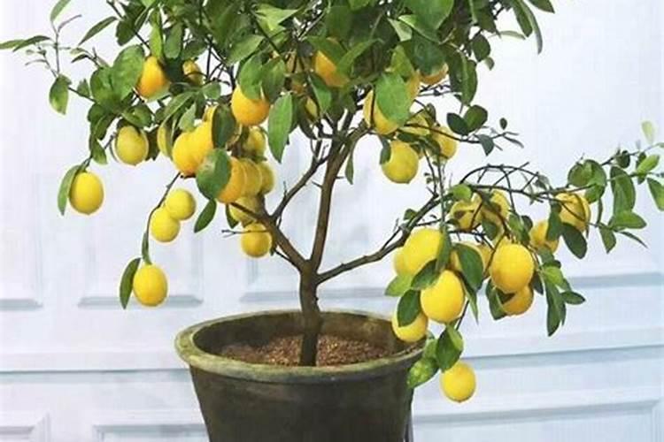柠檬挂果后需要施什么肥