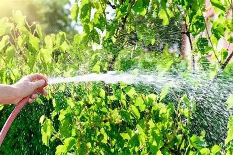 葡萄幼果期水肥咋管理