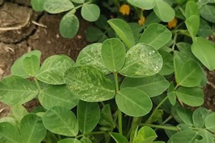 花生什么时候打钙肥